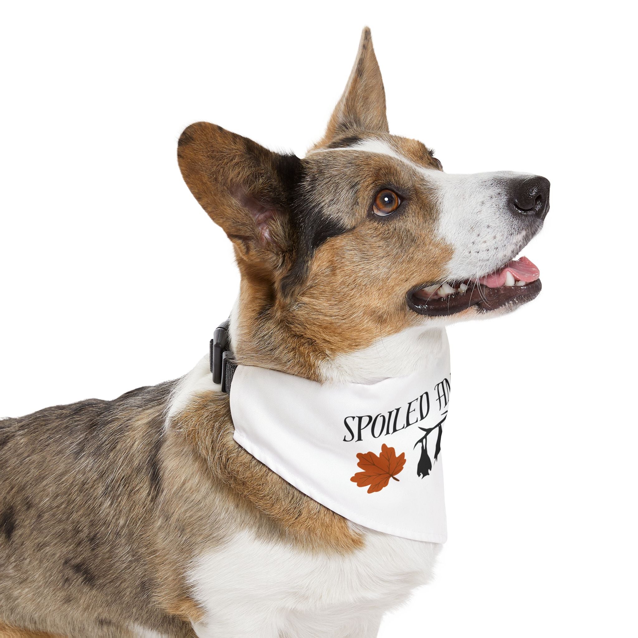 Spooky and Spoiled Pet Bandana Collar
